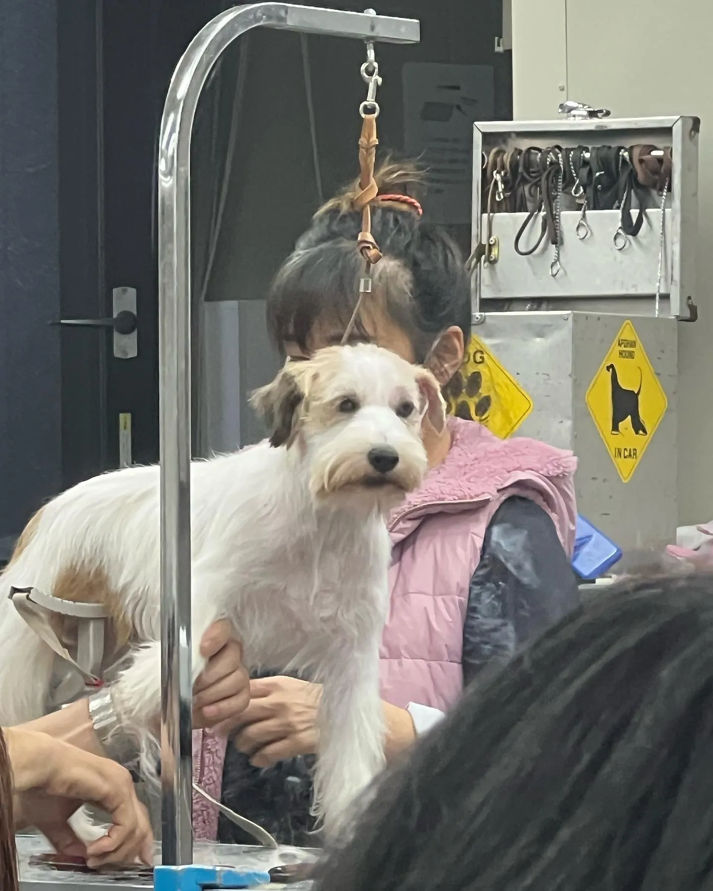 今日は♡【Groome dog】碧南市｜トリミングサロン